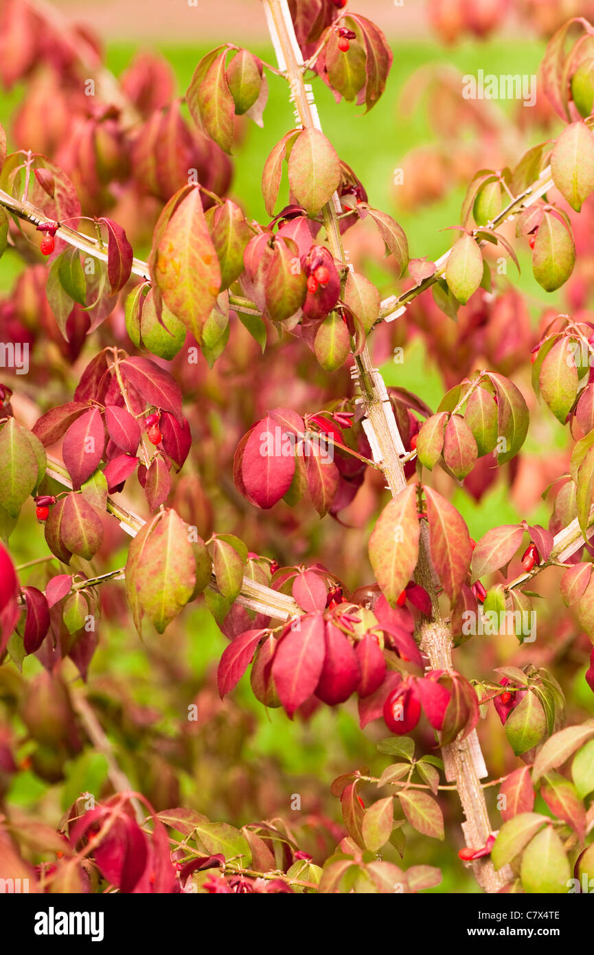Euonymus alatus f. subtriflorus, Winged Spindle Tree, in early autumn Stock Photo