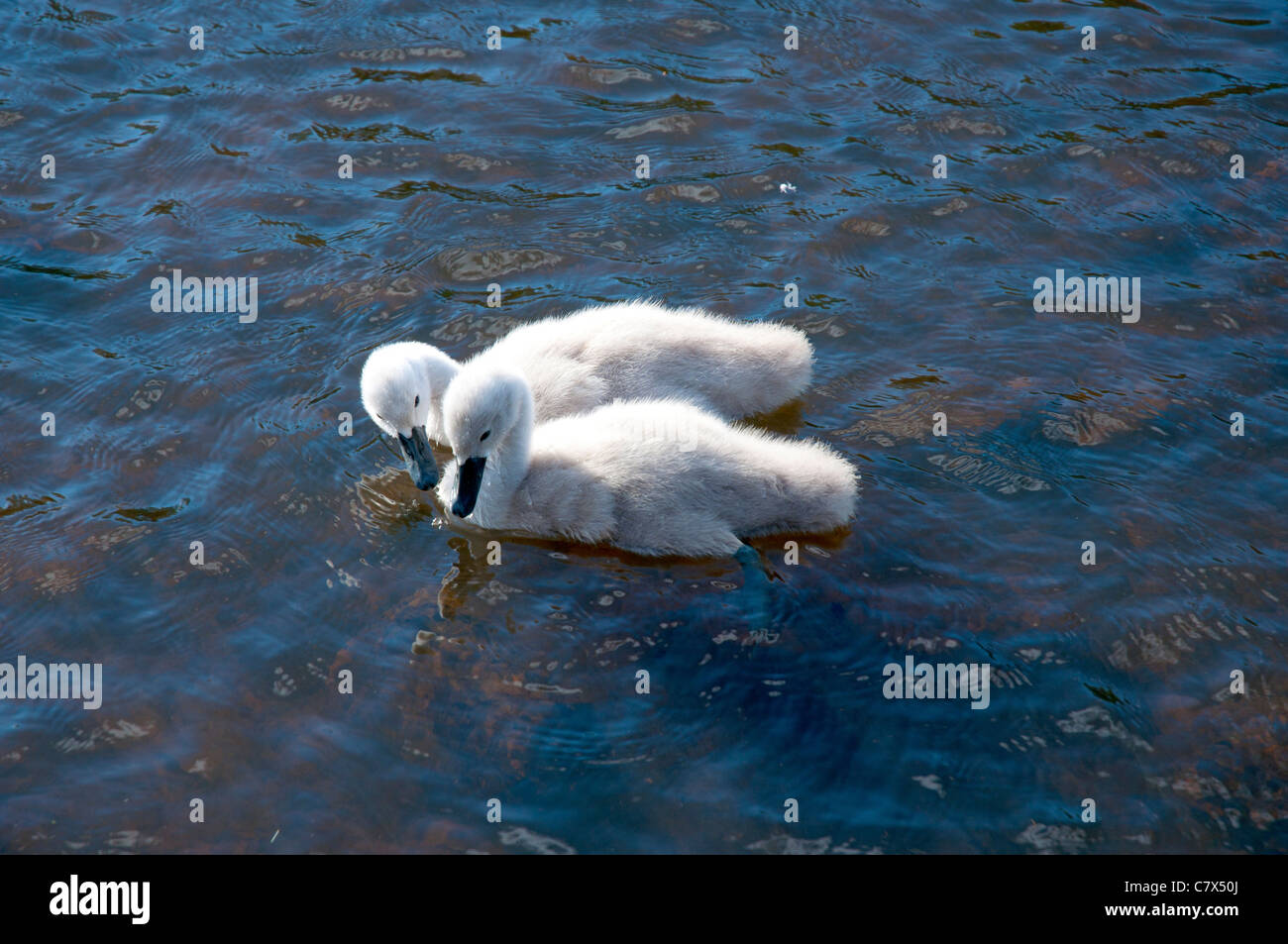 Two young Signets on river Esk, Musselburgh, East Lothian, Scotland Stock Photo