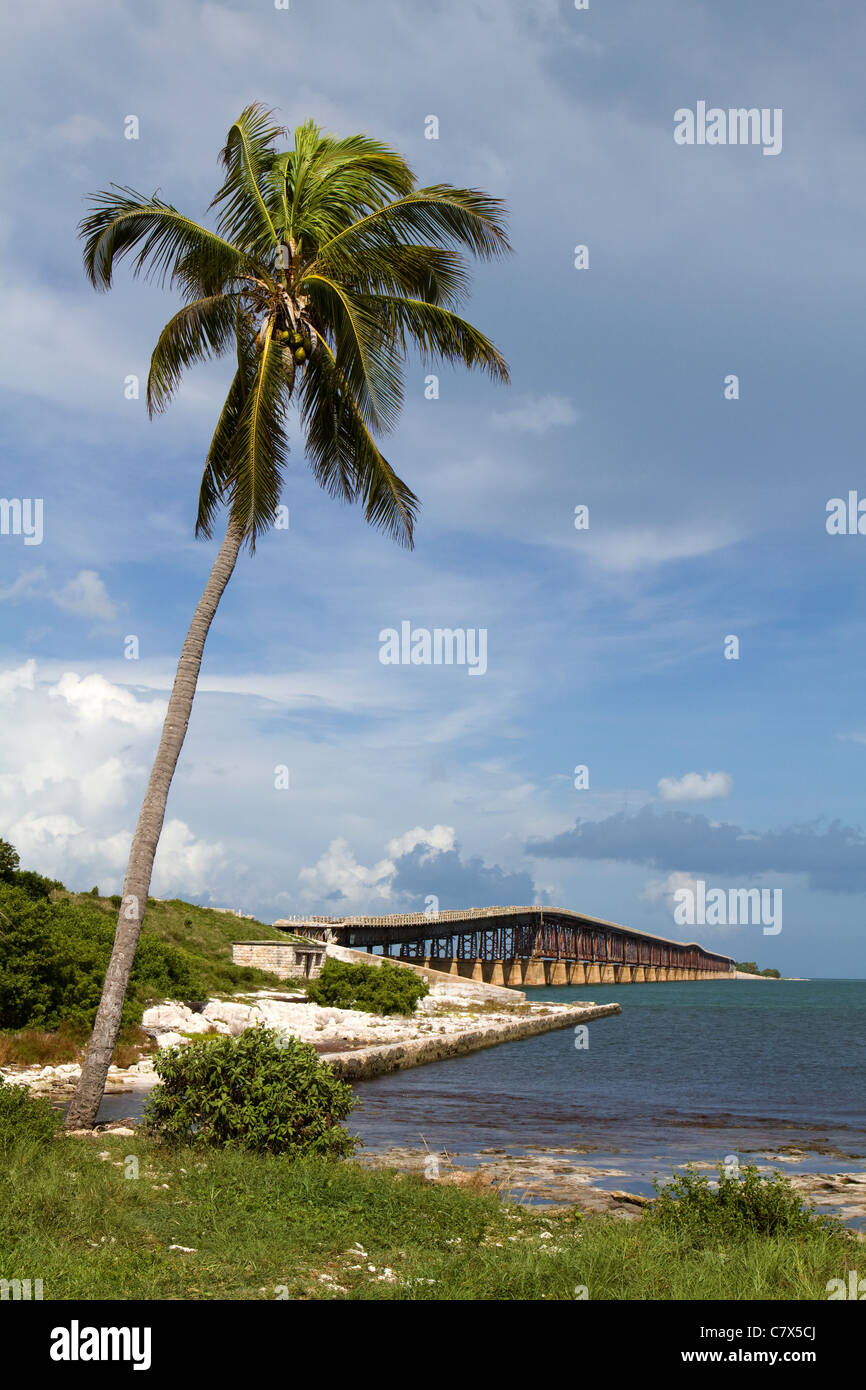 Coconut palm tree leans out over the water at Bahia Honda Key in the Florida Keys with an old bridge in the background. Stock Photo