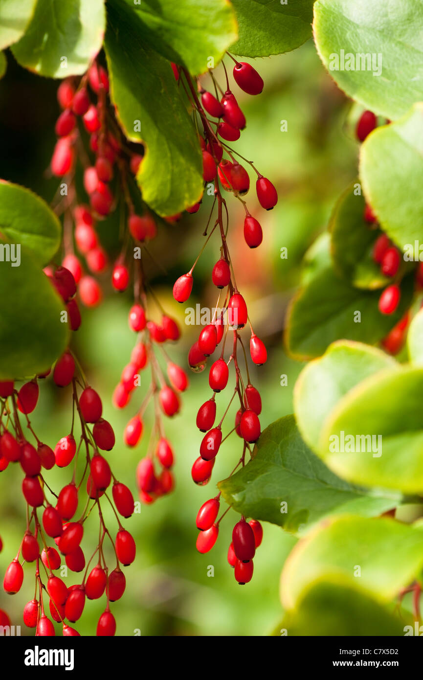 Berberis berries, Barberry, in Autumn Stock Photo