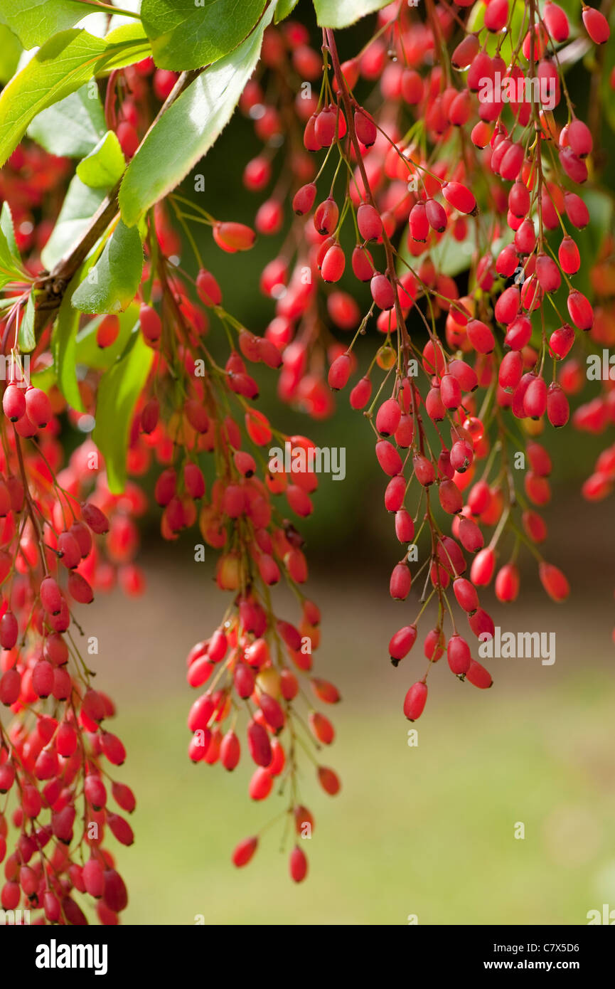 Berberis berries, Barberry, in Autumn Stock Photo