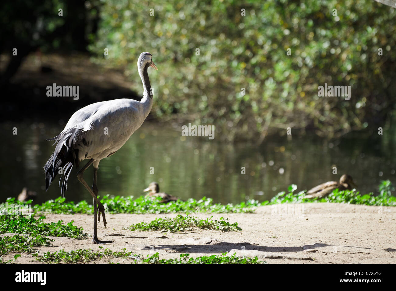 Crane standing near the lake Stock Photo