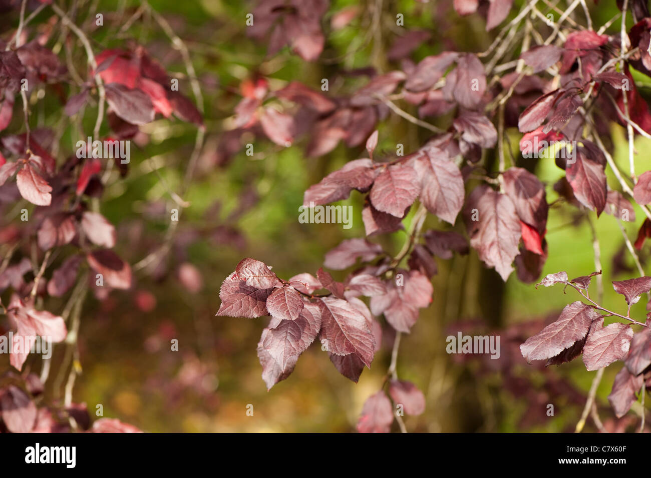 Prunus cerasifera ‘Woodii’, Cherry Plum, in early autumn Stock Photo