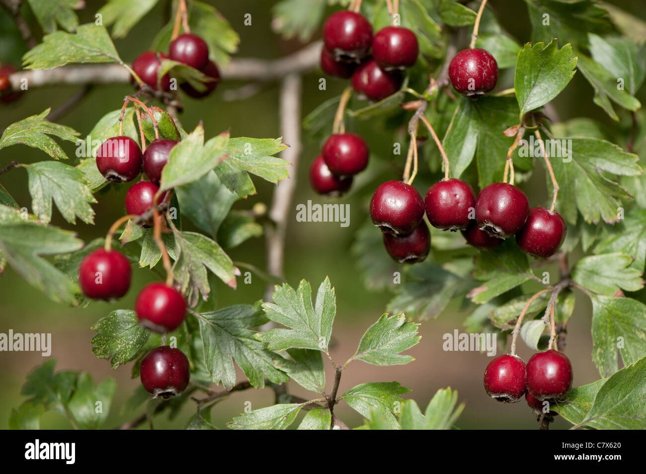 Crataegus schraderiana in early autumn Stock Photo - Alamy