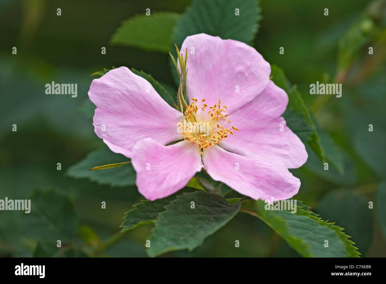 Arctic rose hi-res stock photography and images - Alamy
