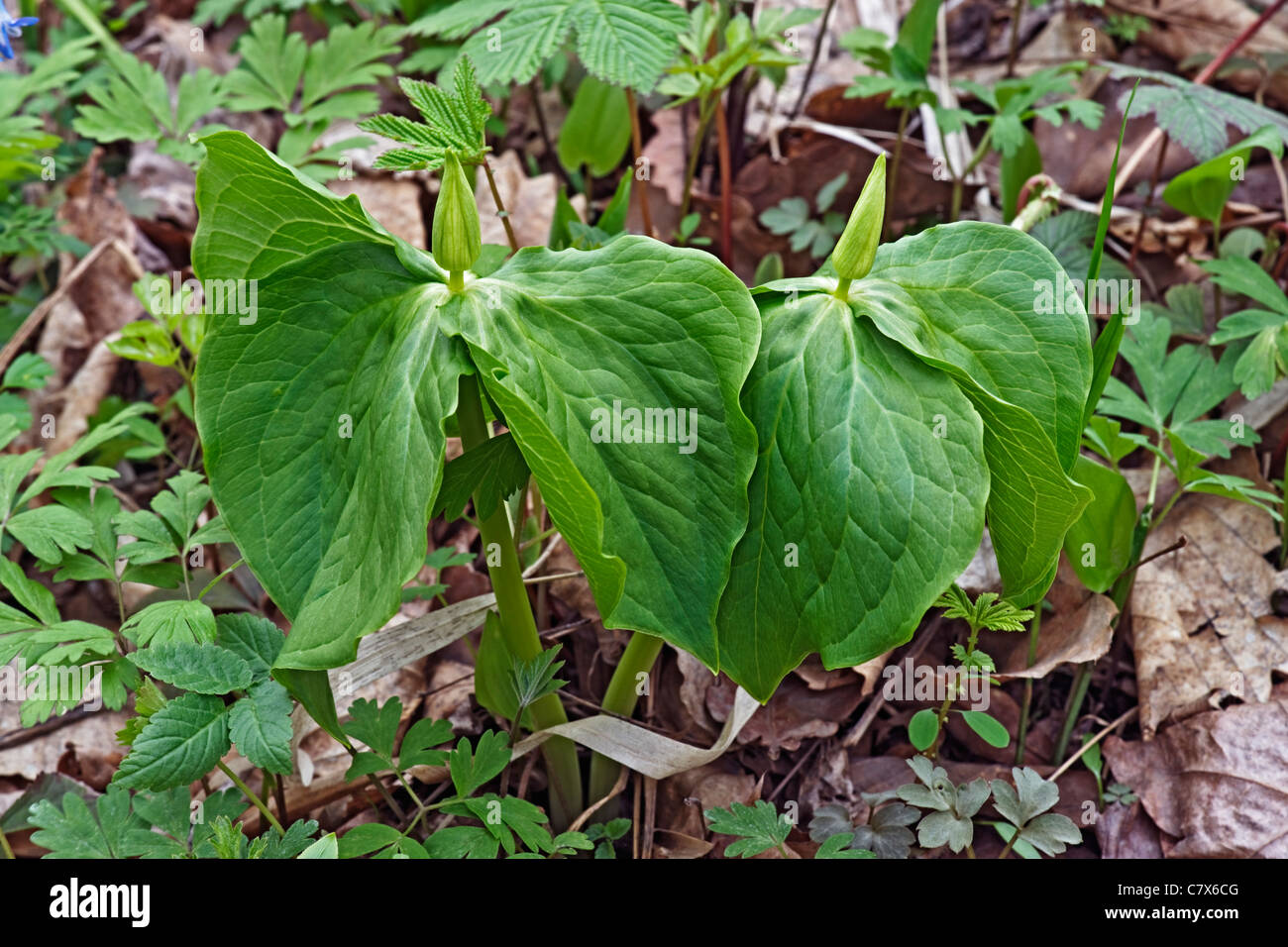 Wakerobin (Trillium camschatcense) Stock Photo