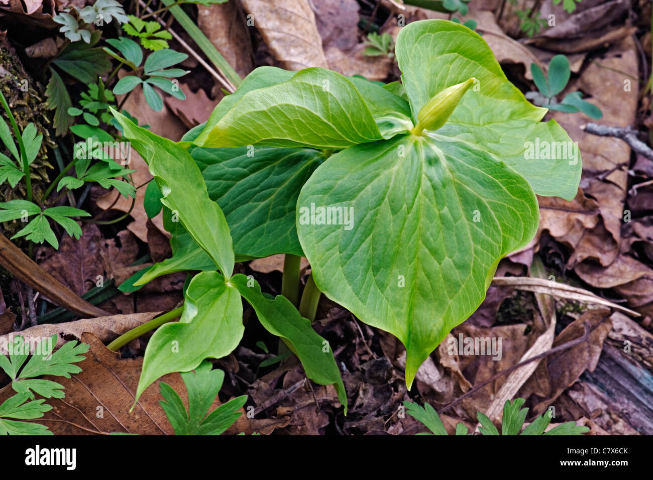Wakerobin (Trillium camschatcense) Stock Photo