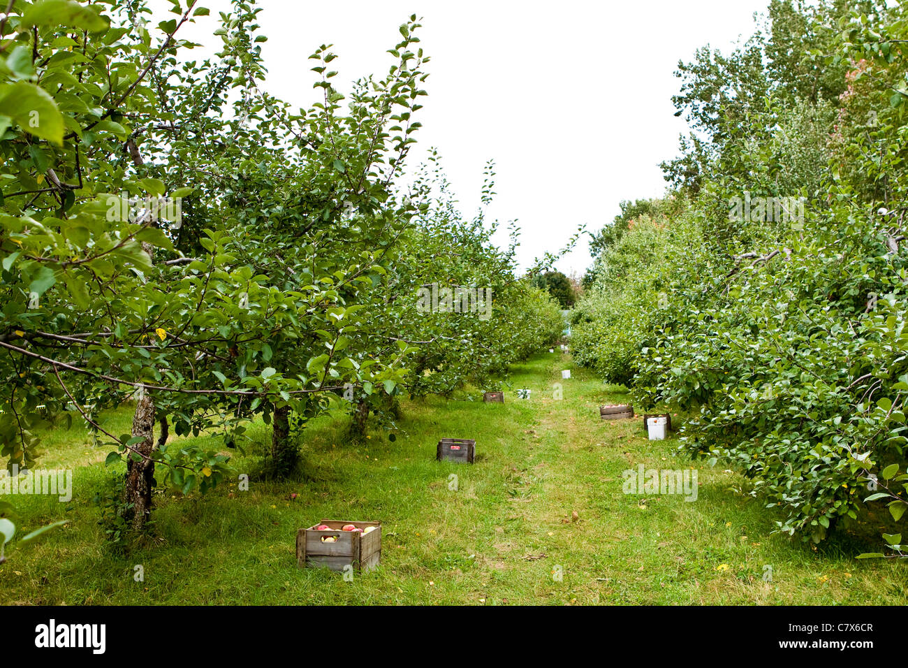 Apple orchard in Montreal, Canada. Stock Photo