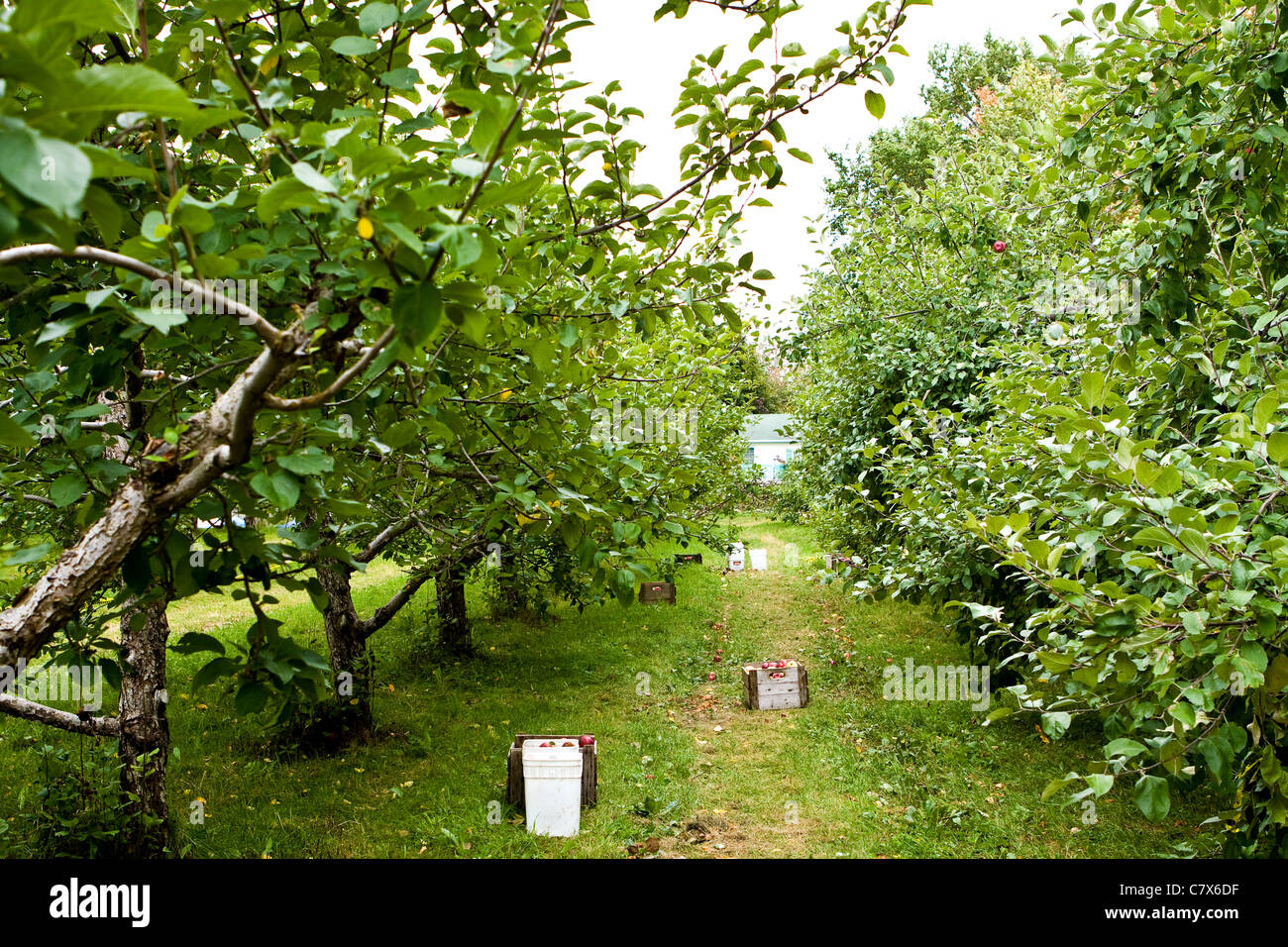 Apple orchard in Montreal, Canada. Stock Photo