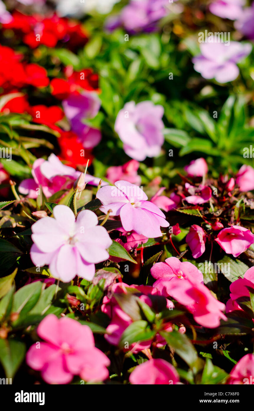 Lily flowers decorated garden hi-res stock photography and images - Alamy