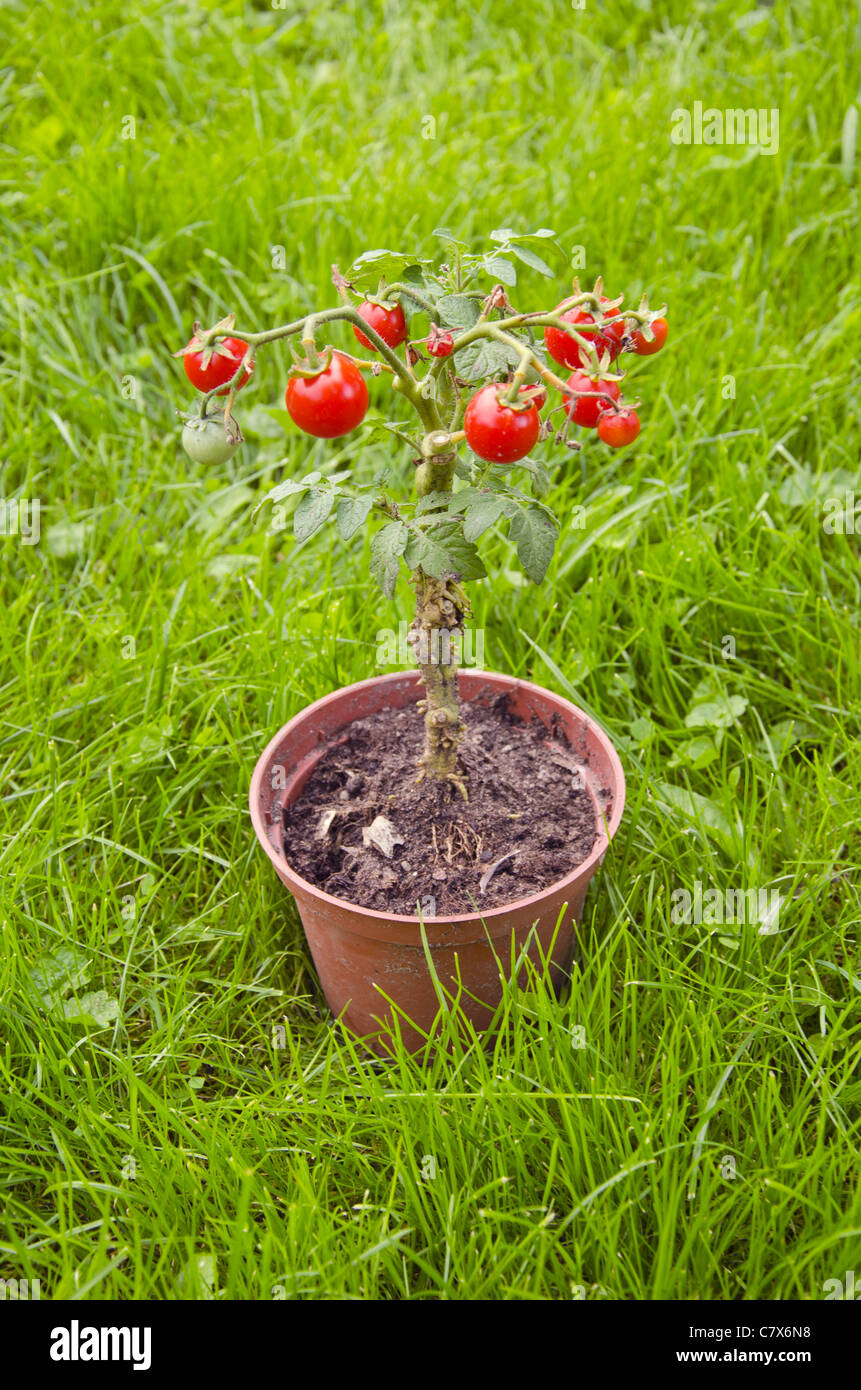 Ripe tomatoes growing in a small pot. Simple home agriculture Stock
