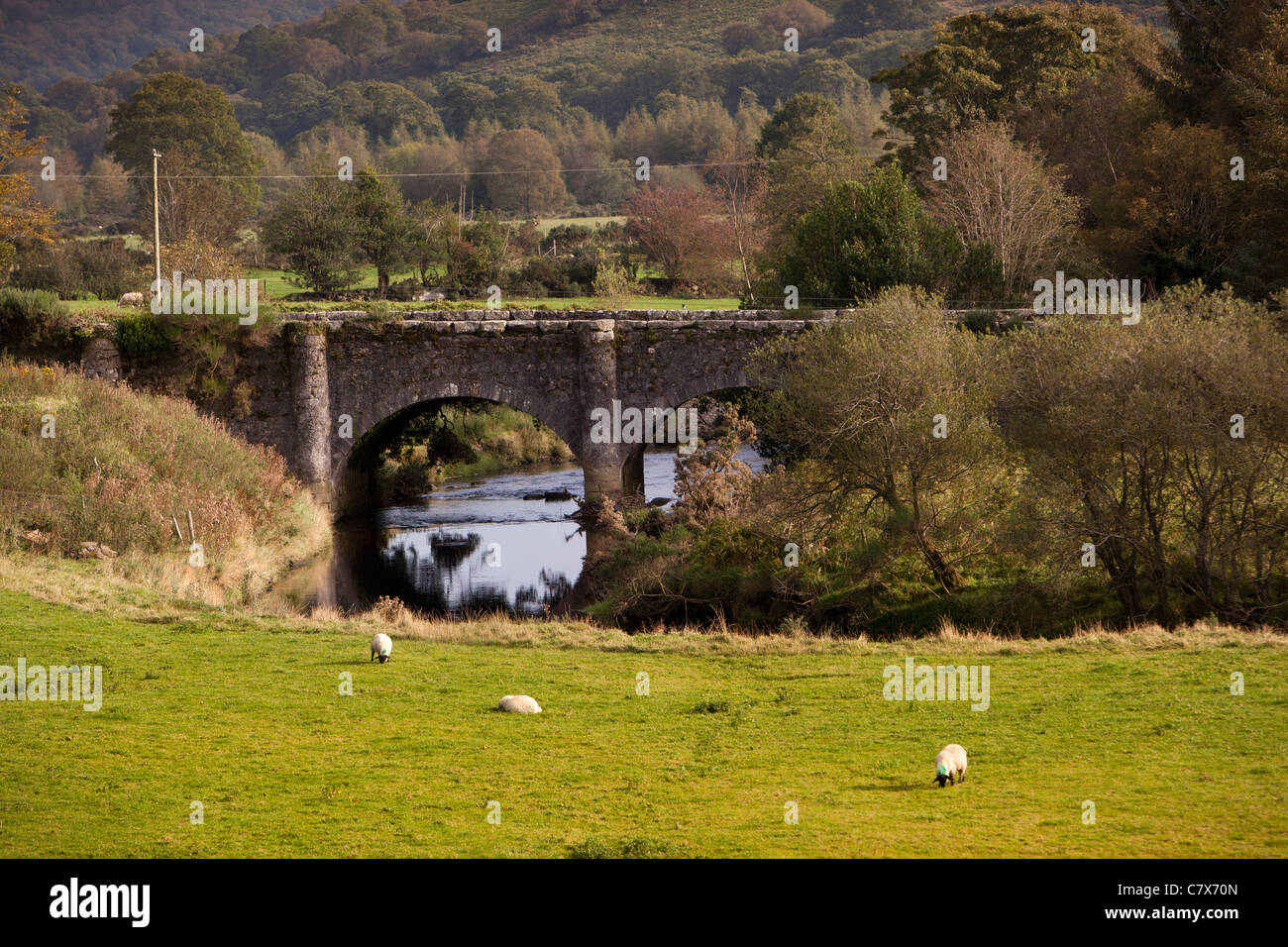 Ireland, Co Wicklow, Glenmalure, Drumgoff, sheep grazing by Avonbeg River bridge Stock Photo