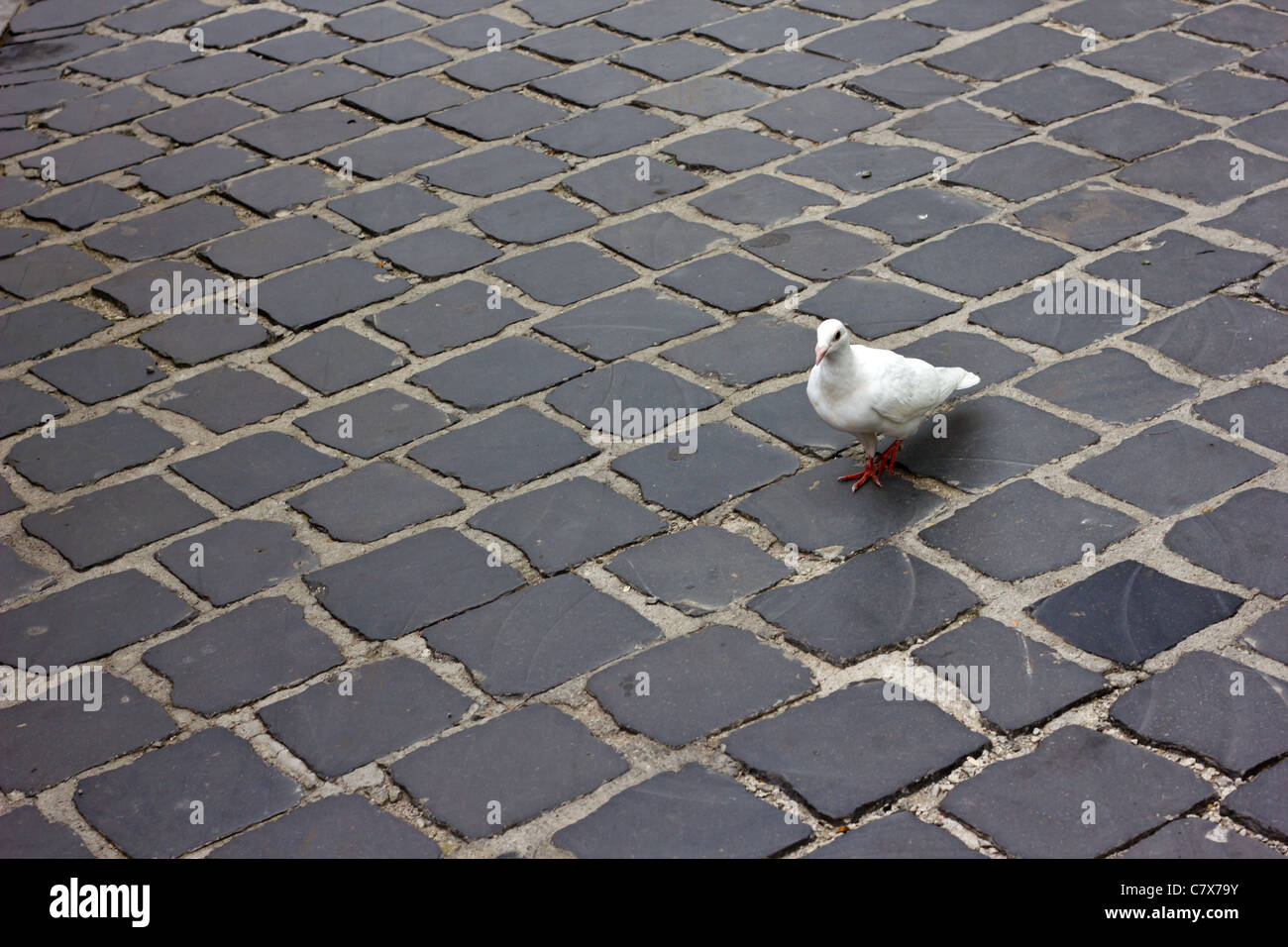 white pigeon on the road Stock Photo