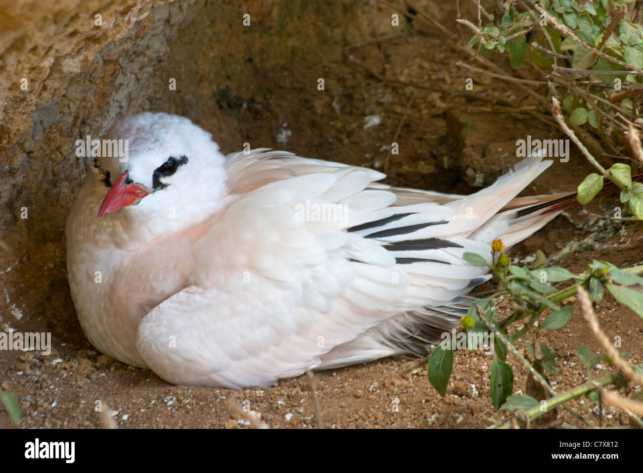 Norfolk Island red-tailed tropicbird on nest at Philip Island Stock Photo