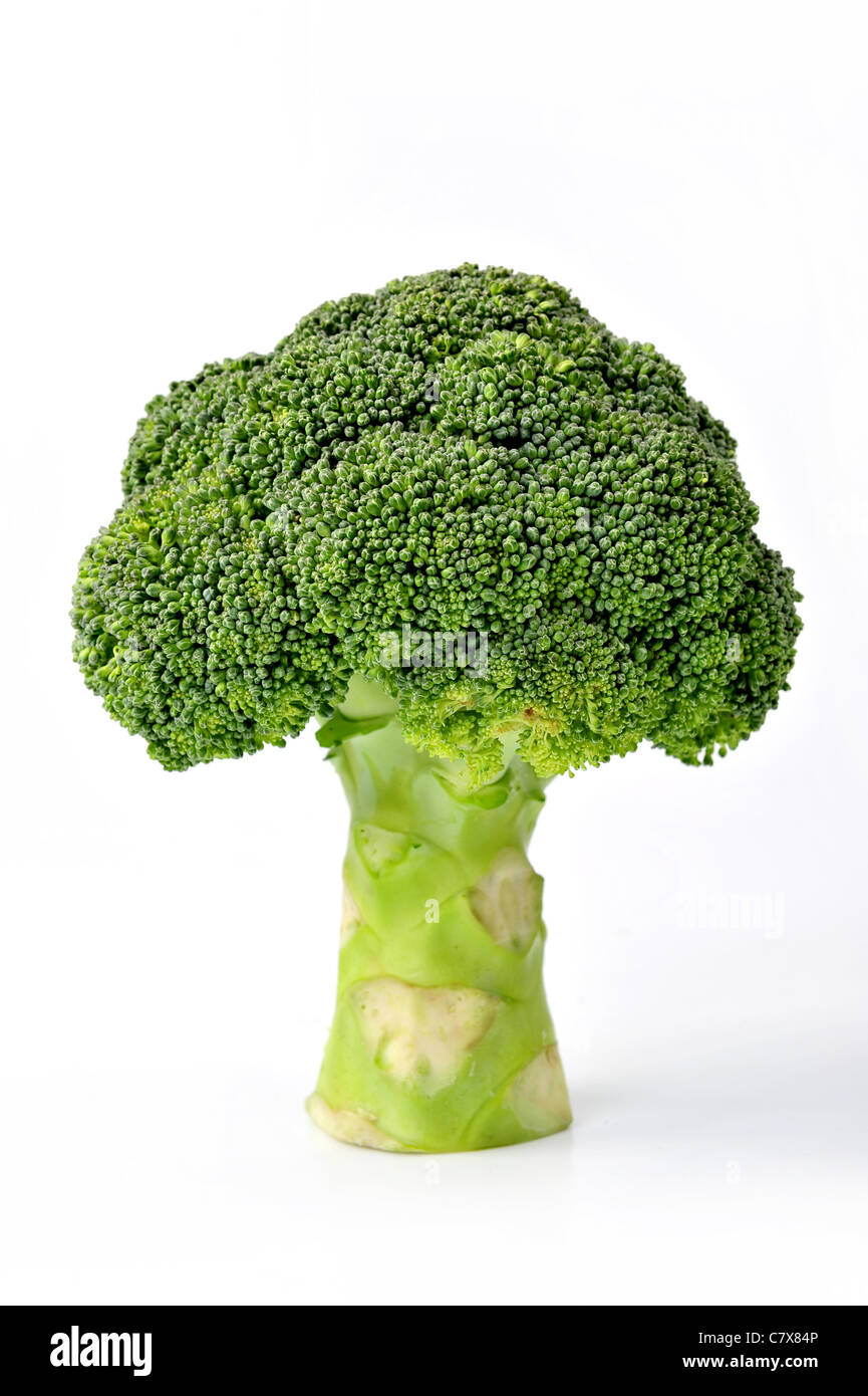 Ripe Broccoli Cabbage Isolated on White Background Stock Photo