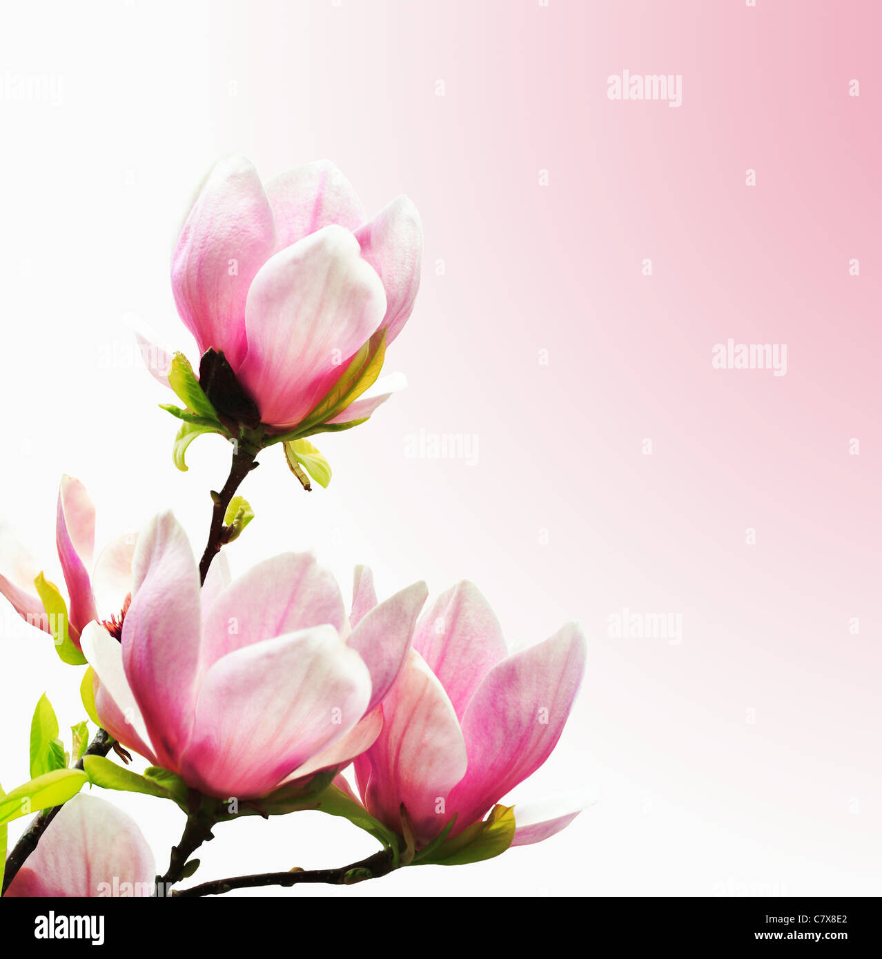 Spring magnolia tree blossoms on pink background Stock Photo - Alamy