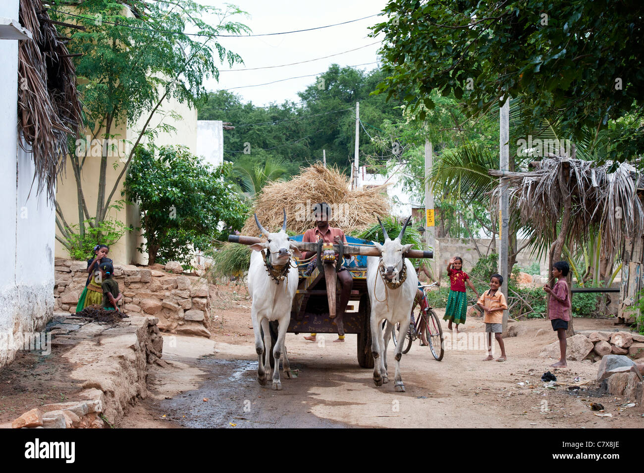 Indian bullock cart and driver transporting crops through a rural indian village.  Andhra Pradesh, India Stock Photo