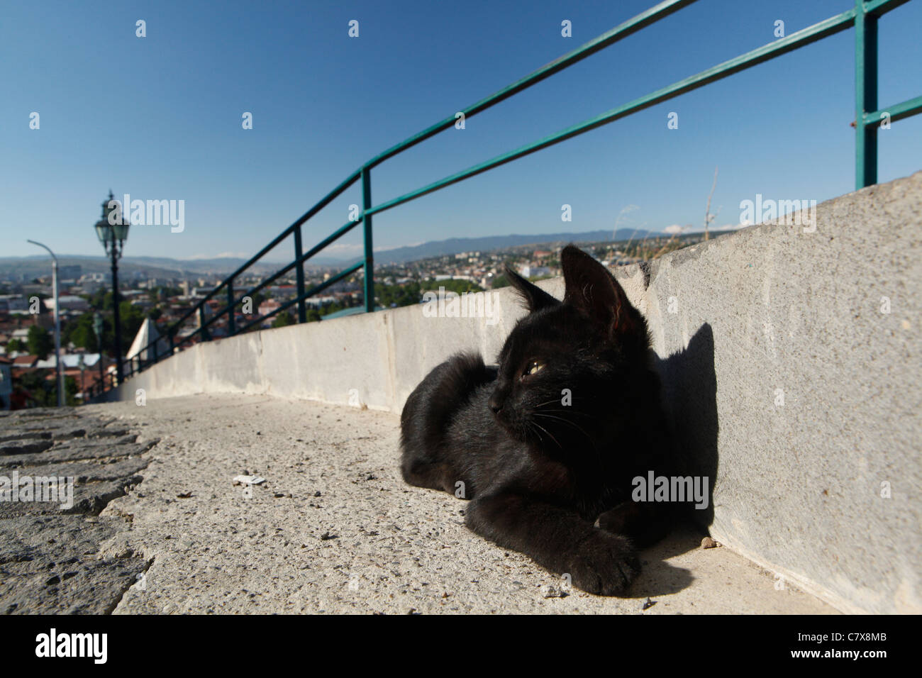 Black cat laying on the street in Tbilisi Stock Photo