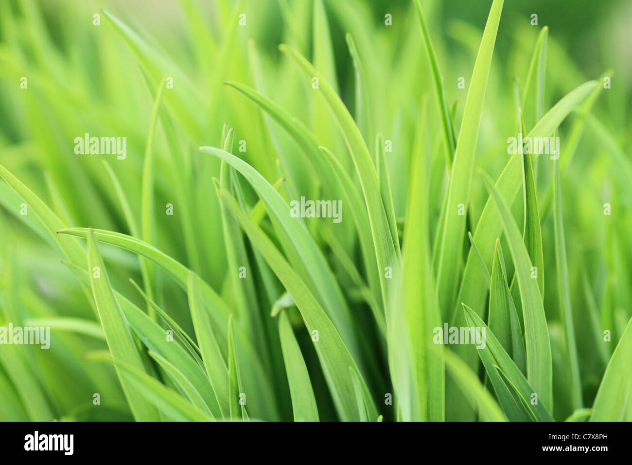 Fresh green grass Stock Photo - Alamy