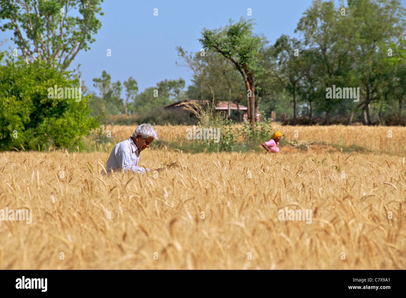 Farmer in wheat field Karauli Rajasthan India Stock Photo Alamy