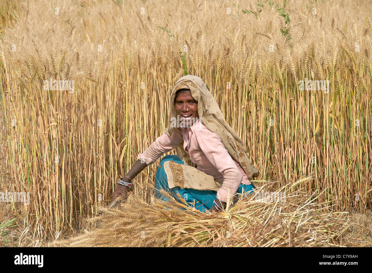 Female agriculture worker harvesting wheat Rajasthan India Stock Photo