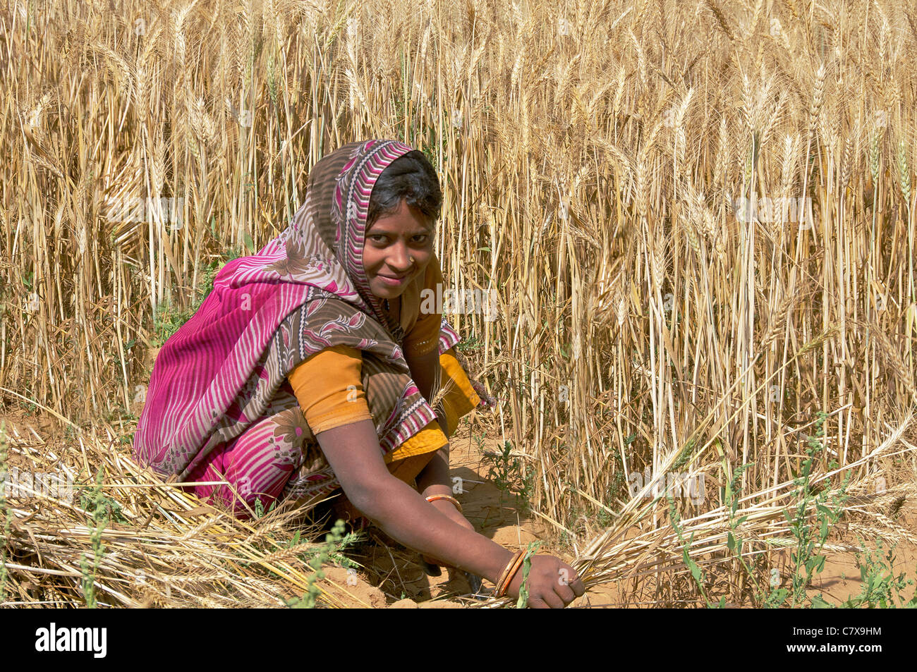 Pretty girl in field harvesting wheat Karauli Rajasthan India Stock Photo