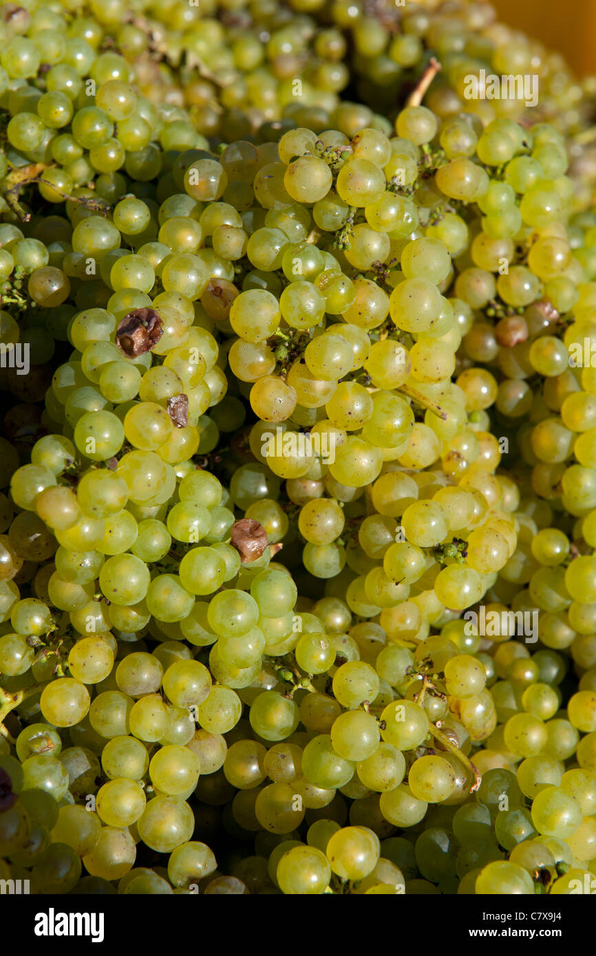 Wickham Vineyards, Wickham, Hampshire, England, UK; grapes ready for pressing Stock Photo