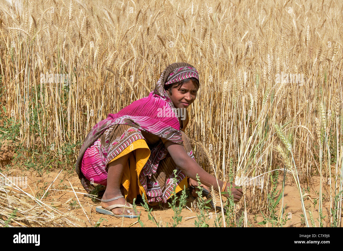 Pretty girl in field harvesting wheat Karauli Rajasthan India Stock Photo