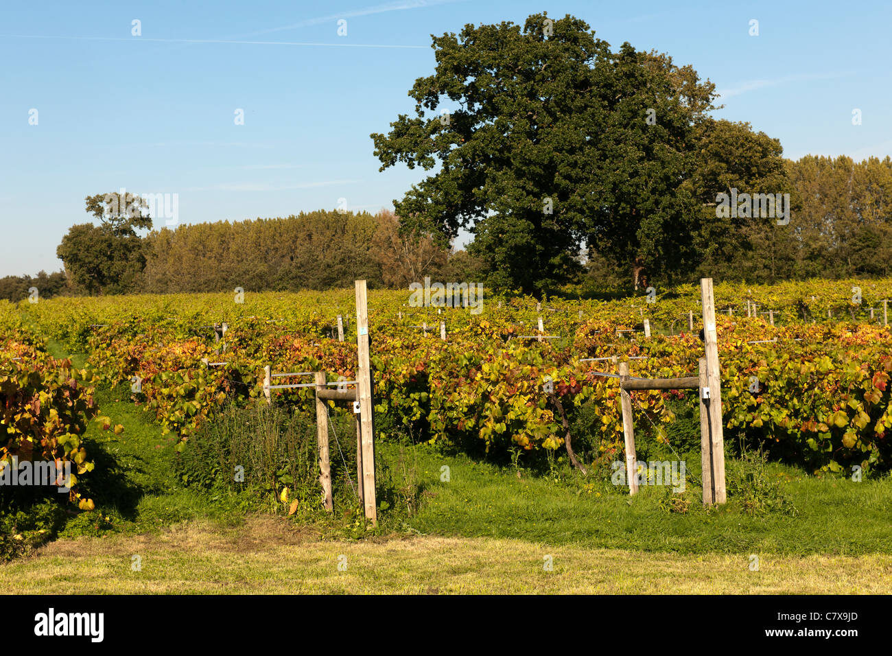 Wickham Vineyards, Wickham, Hampshire, England, UK; view of vineyard Stock Photo