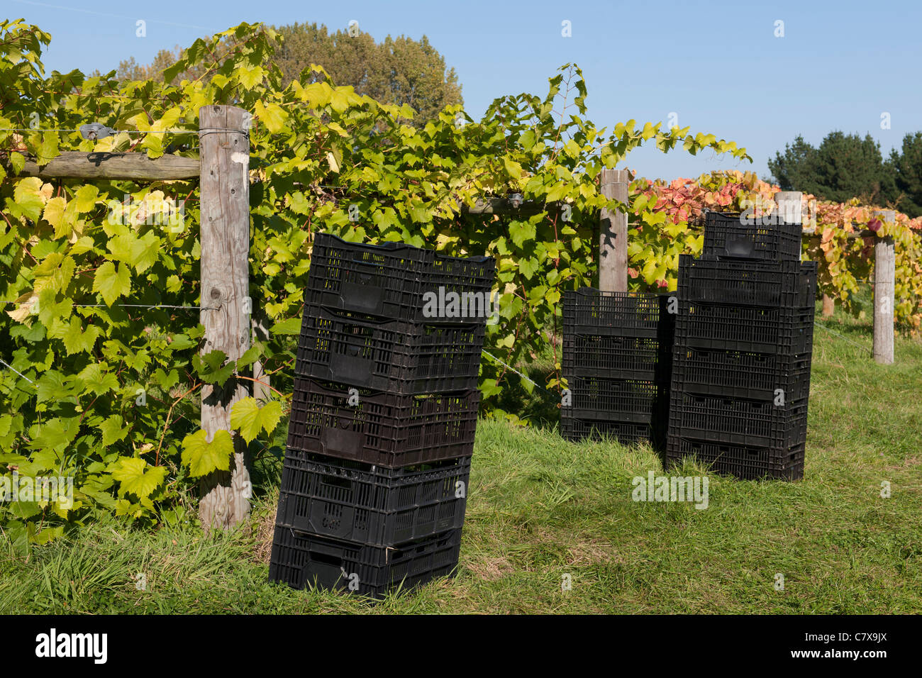Wickham Vineyards, Wickham, Hampshire, England, UK; baskets waiting for the harvest of grapes. Stock Photo