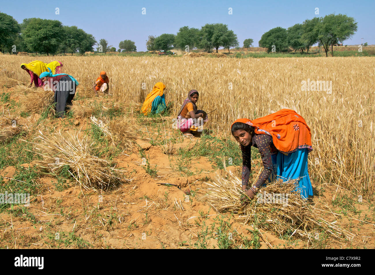 Harvesting crops in india hires stock photography and images Alamy
