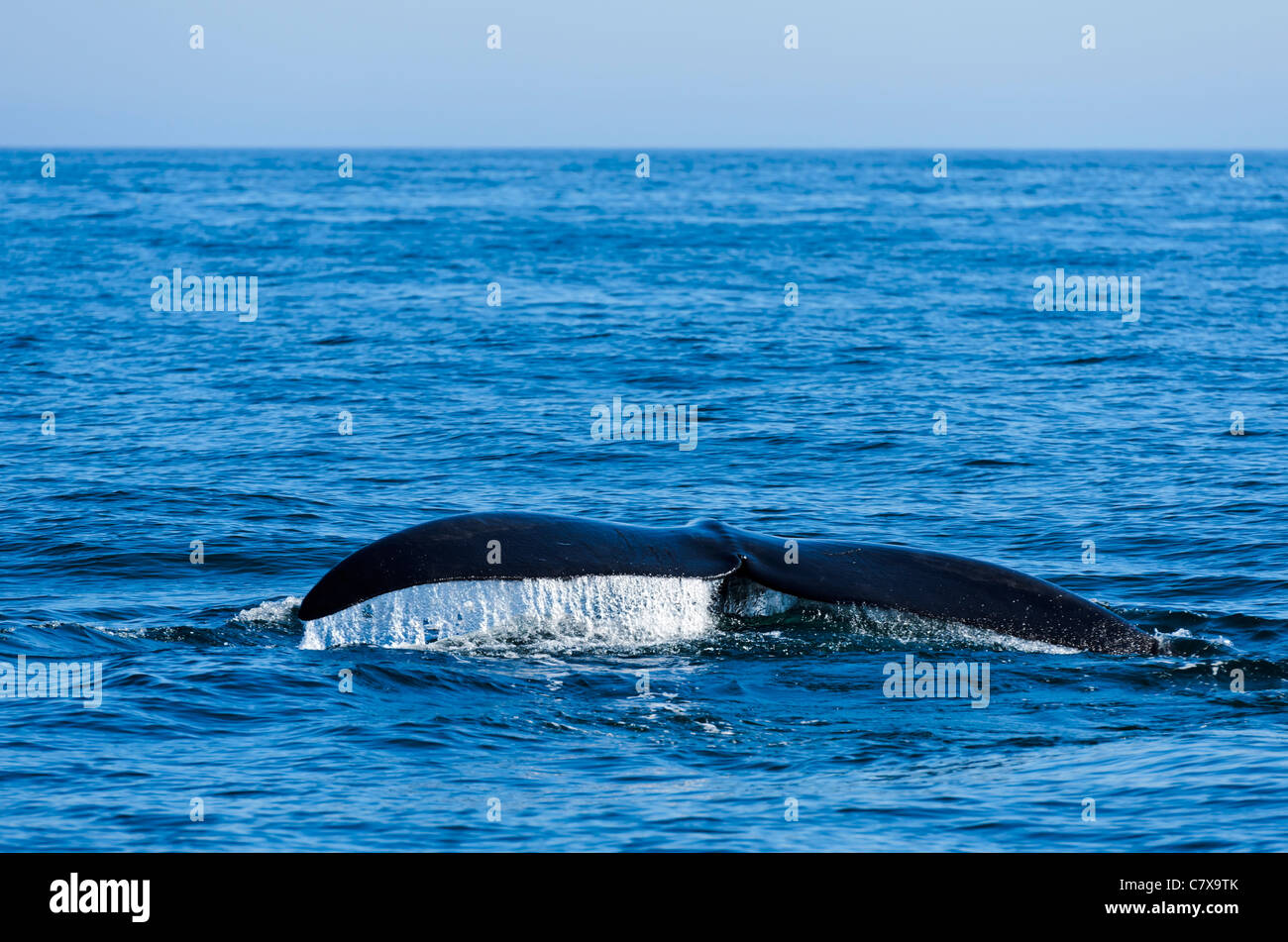 North Atlantic Right Whale (Eubalaena glacialis) in the Bay of Fundy Nova Scotia Canada Stock Photo