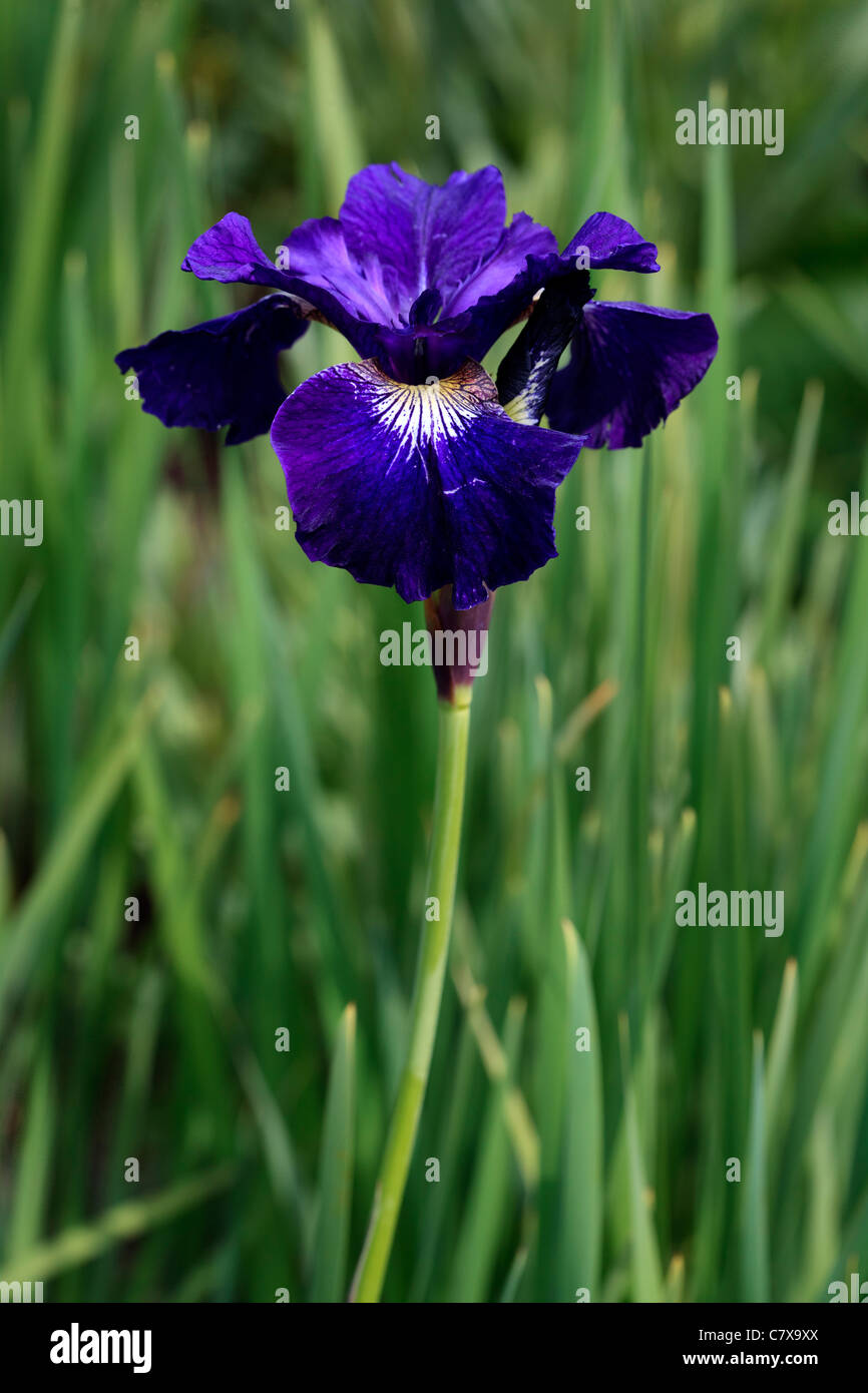 Iris sibirica Stock Photo