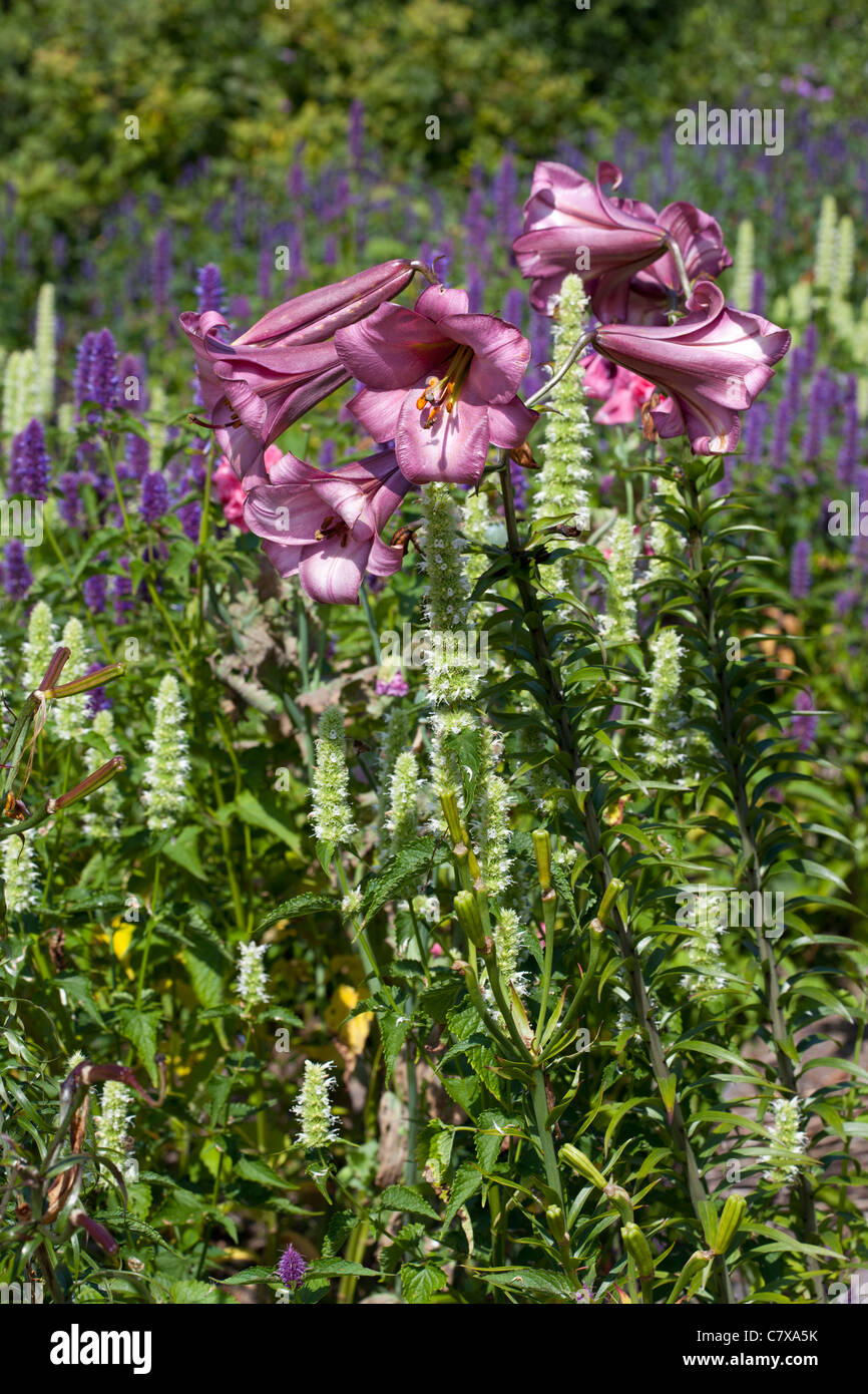 Oriental lily, Lillium 'Pink Perfection' & Agastache rugosa 'Liquorice Blue' and Agastache 'Alabaster' Stock Photo