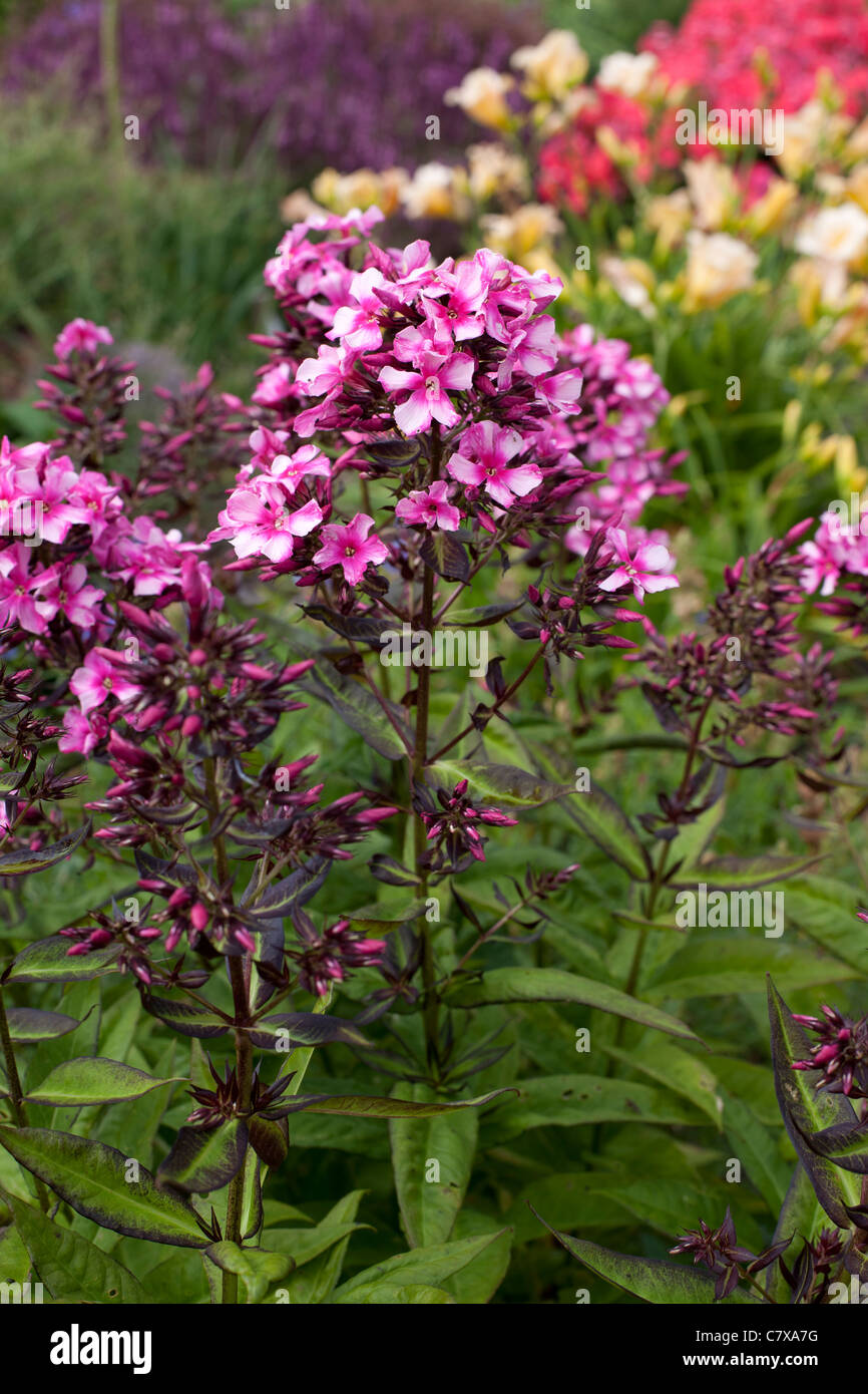 Phlox 'Miss Ellie' Stock Photo