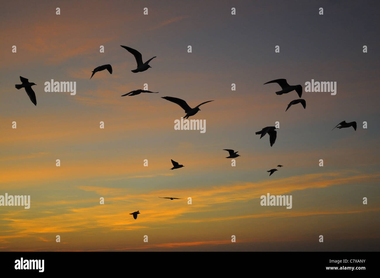 Gulls in-flight silhouetted against a sunset sky, Aldeburgh, Suffolk, UK Stock Photo
