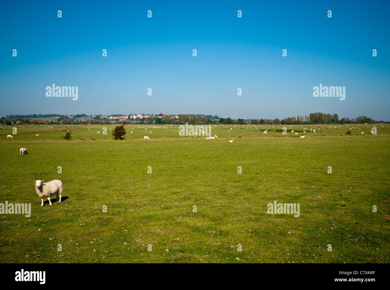 Flock Of Sheep Grazing On Farmland East Sussex Countryside England uk Stock Photo