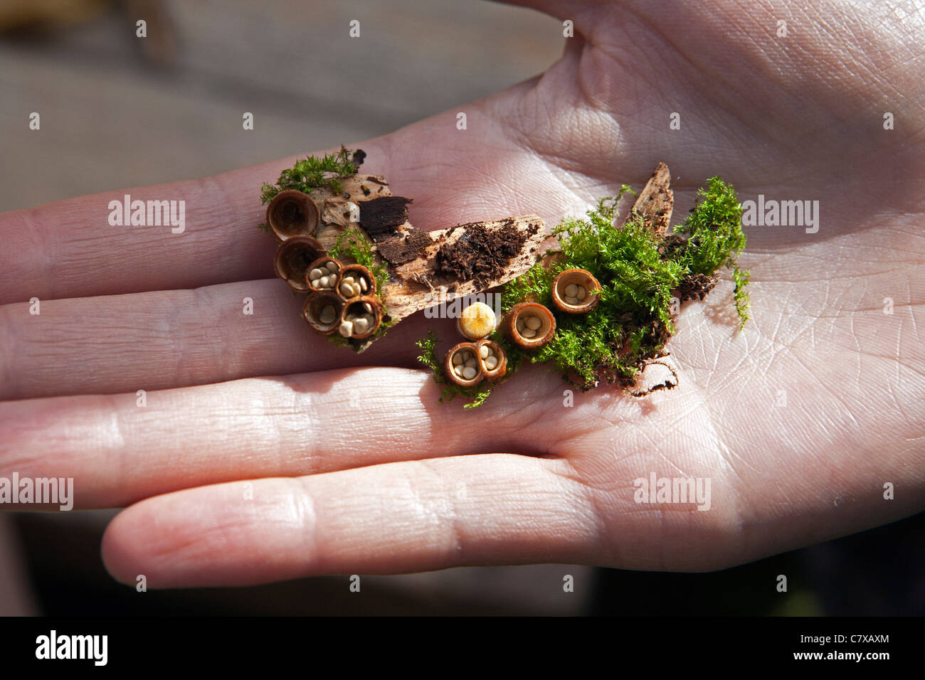 This species of fungi, also called Splash Cups, is one of several in the fungi group (Nidulariales) that occurs worldwide Stock Photo