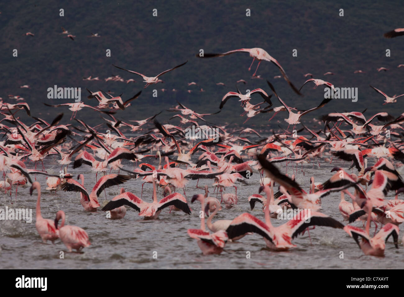 Greater and Lesser flamingos taking flight in mass flock over Lake