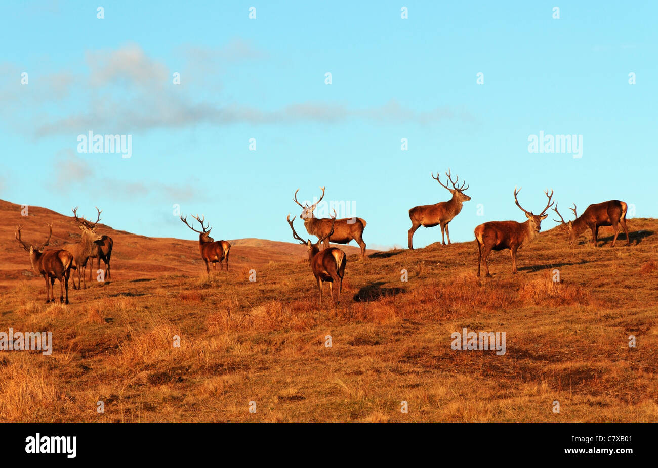 Red deer roaming wild on the hillside near Glas Bheinn, Kilchoan, Ardnamurchan, Highland Region, Scotland, United Kingdom Stock Photo