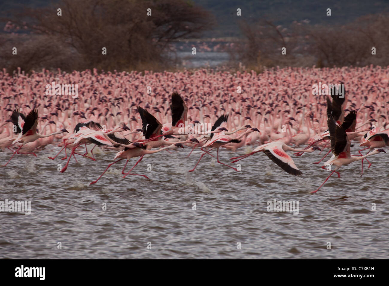 Greater and Lesser flamingos taking flight in mass flock over Lake