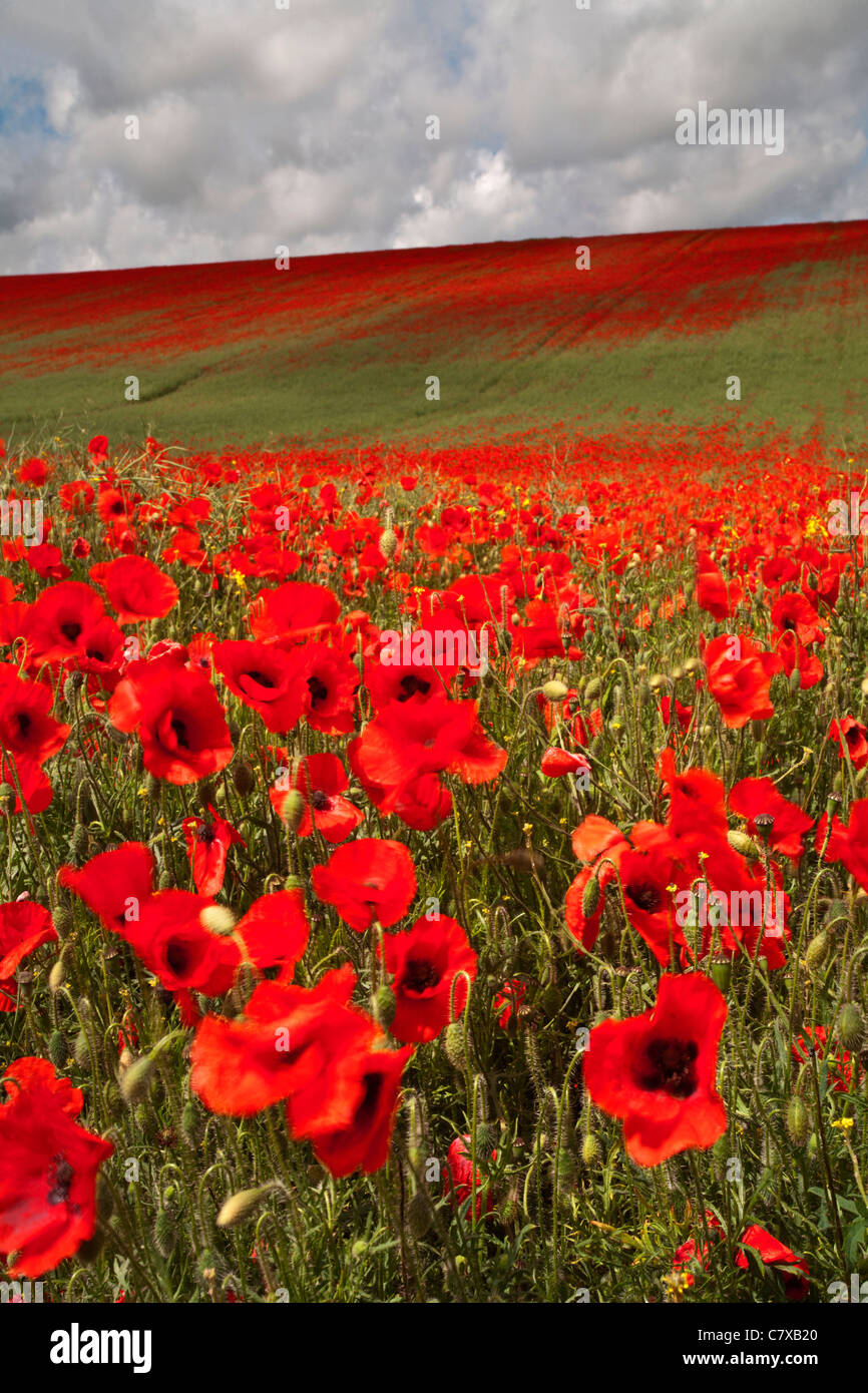 Cloudy Poppy Field High Resolution Stock Photography and Images - Alamy