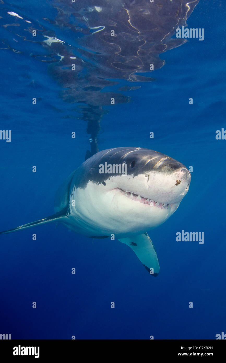 Great white shark in blue water, underwater, Guadalupe island, cage diving, blue water, shallow water, powerful, fish, amazing, Stock Photo