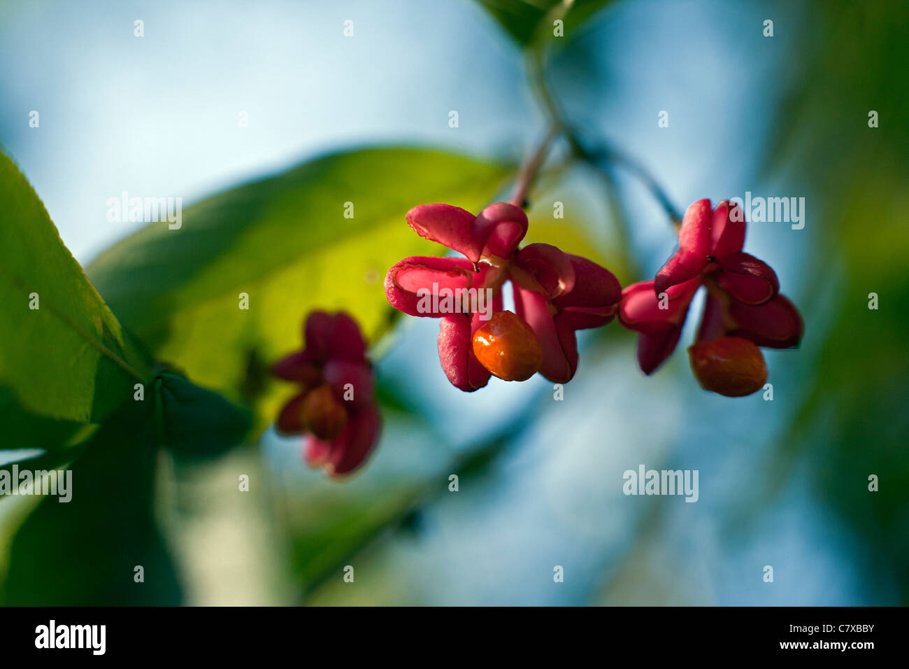 Spindle Euonymus europaeus rose-red capsules with orange seeds in autumn in Kemeru National Park Latvia Stock Photo