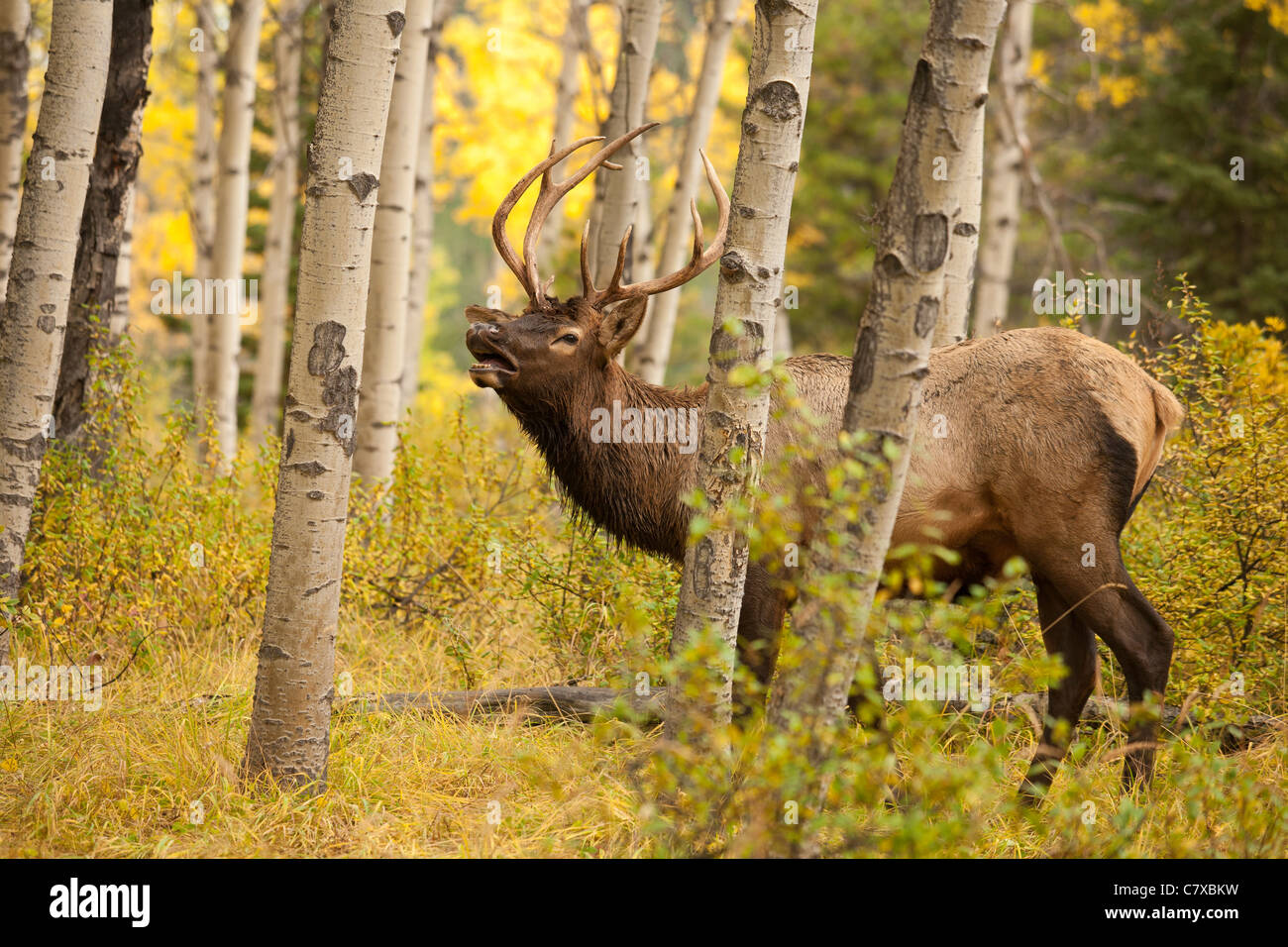 Young bull elk bugling in aspen forest during annual autumn rut-Jasper National Park, Alberta, Canada. Stock Photo