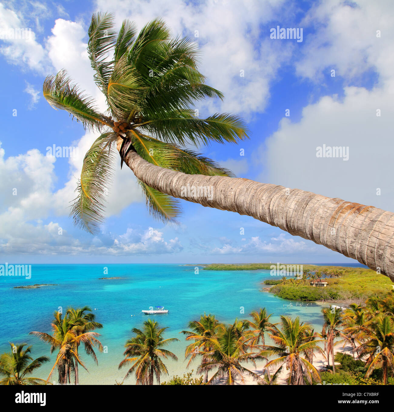 Cancun beach mexico palm tree hi-res stock photography and images - Alamy