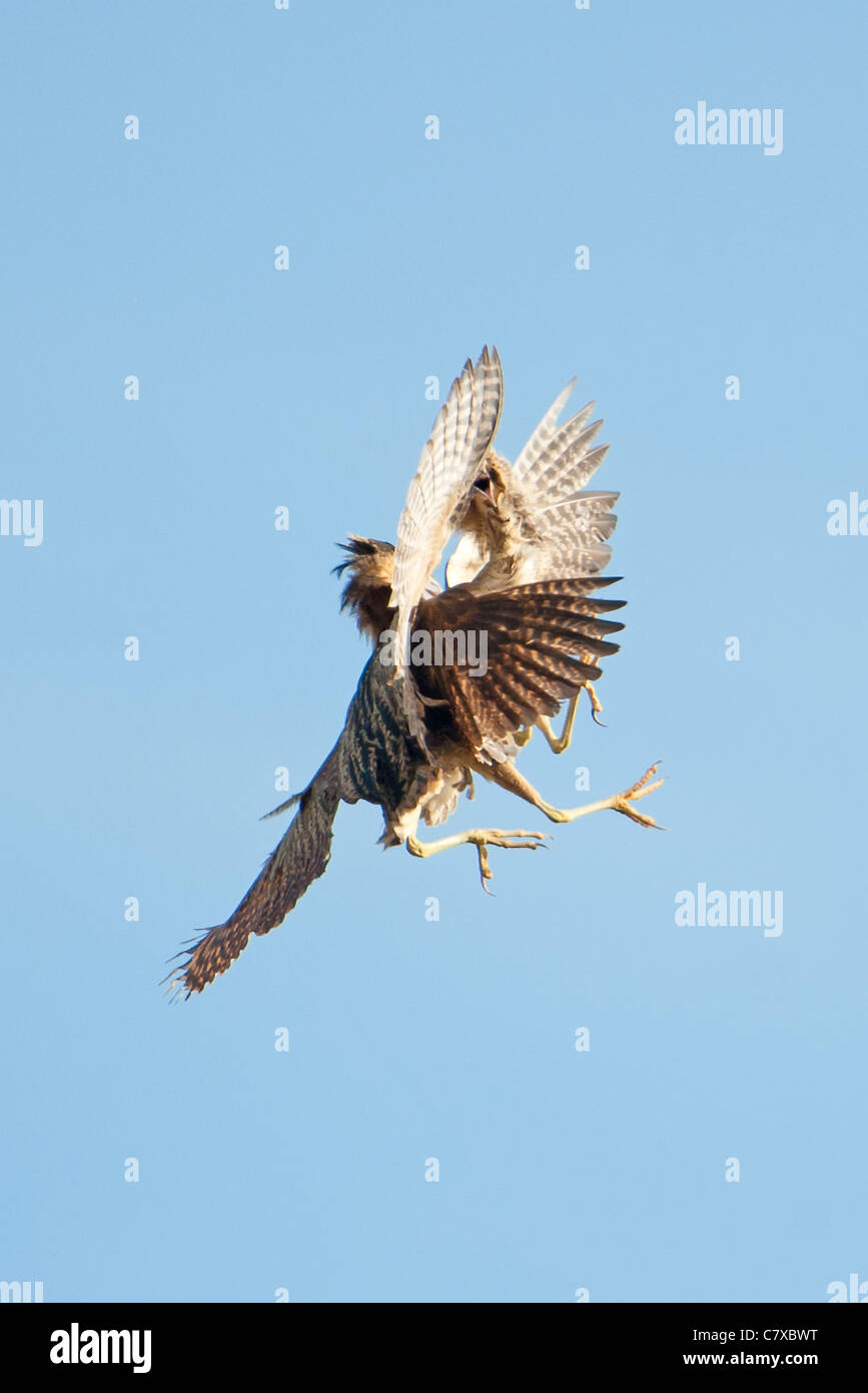 Bitterns fighting in flight Stock Photo
