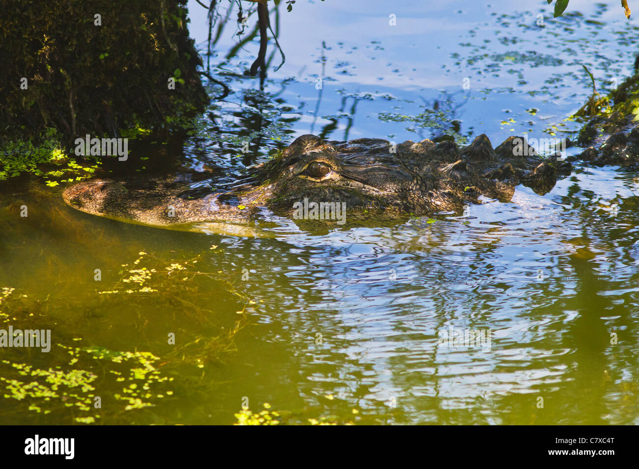 Lurking alligator at Greenfield Lake in Wilmington, North Carolina