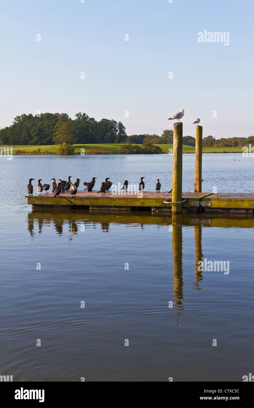 Cormorants on a pier at Core Creek State Park in Bucks County