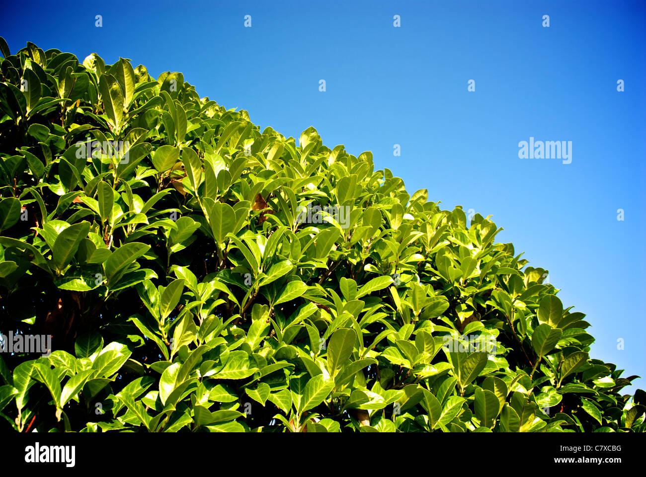 Clear green leaves hi-res stock photography and images - Alamy